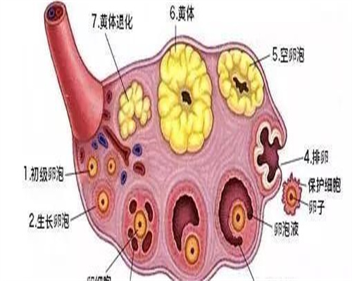 肇庆高龄求子：试管婴儿风险与流程解析